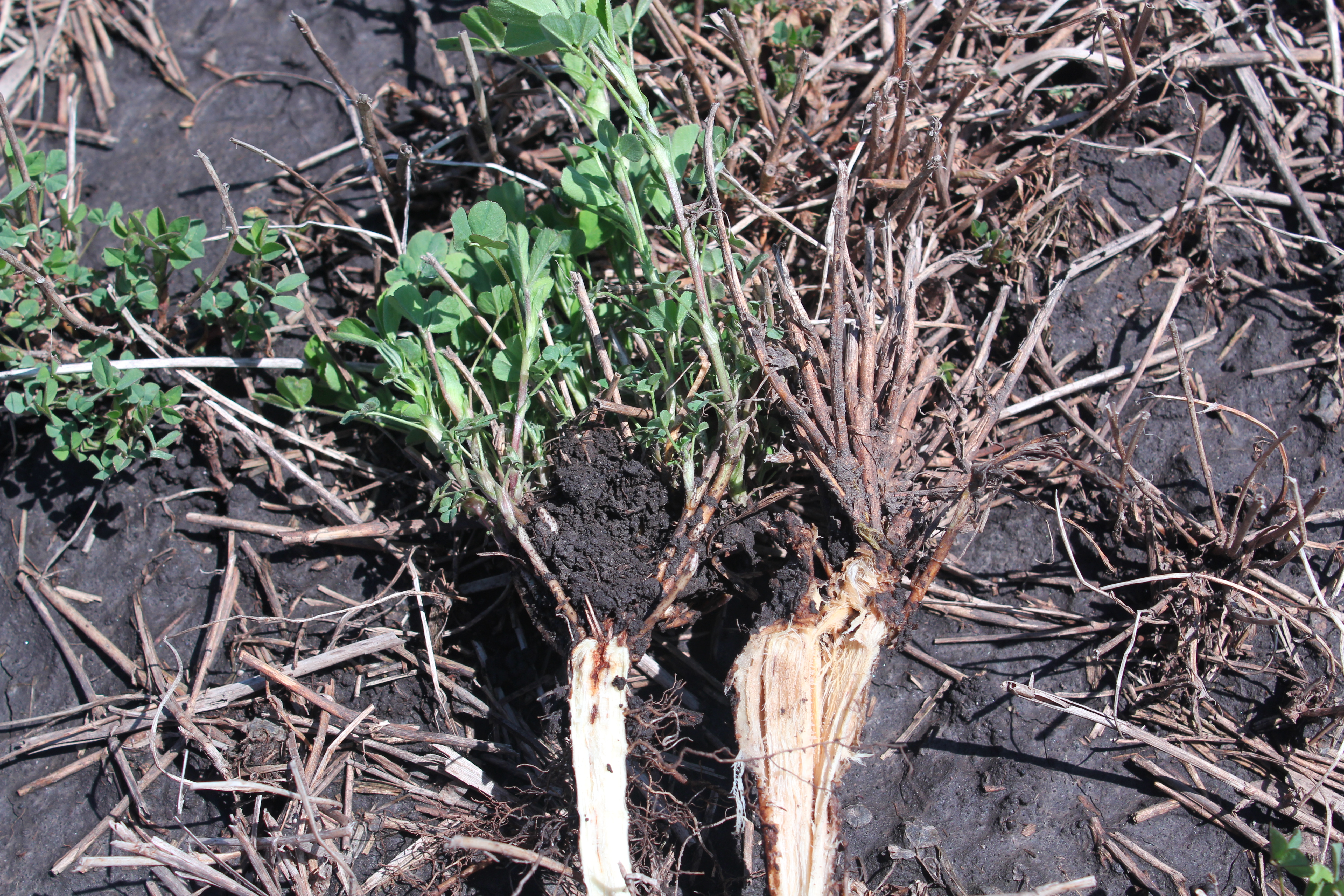 Healthy vs dead alfalfa roots
